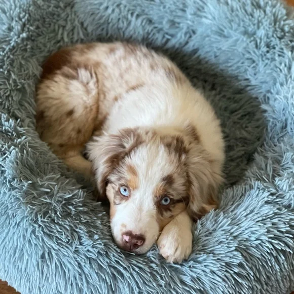 Meet your Posher, Brodie Sky🐾 - Picture 10 of 12